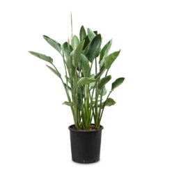 Strelitzia Reginae - Bird Of Paradise 21 Strelitzia Reginae - Bird Of Paradise -Plant Promotion Store Strelitzia reginea Bird of Paradise 34x150cm