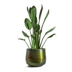 Elisa Metal Plant Pots - Set Of 3 - Vintage Green 17 Elisa Metal Plant Pots - Set Of 3 - Vintage Green -Plant Promotion Store Strelitzia reginea Bird of Paradise Elisa Metal Plant Pots Set of 3 Vintage Green d44424f7 8ab5 419c 9b60 4faa08d8f634