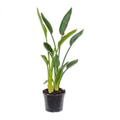 Strelitzia Reginae - Bird Of Paradise 18 Strelitzia Reginae - Bird Of Paradise -Plant Promotion Store Strelitzia reginea Bird of Paradise Medium