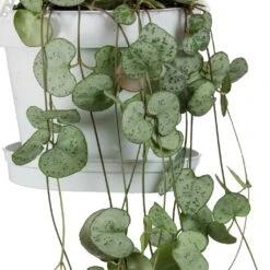 Ceropegia Woodii - String Of Hearts 25 Ceropegia Woodii - String Of Hearts -Plant Promotion Store String Of Hearts Ceropegia Woodii Leaves