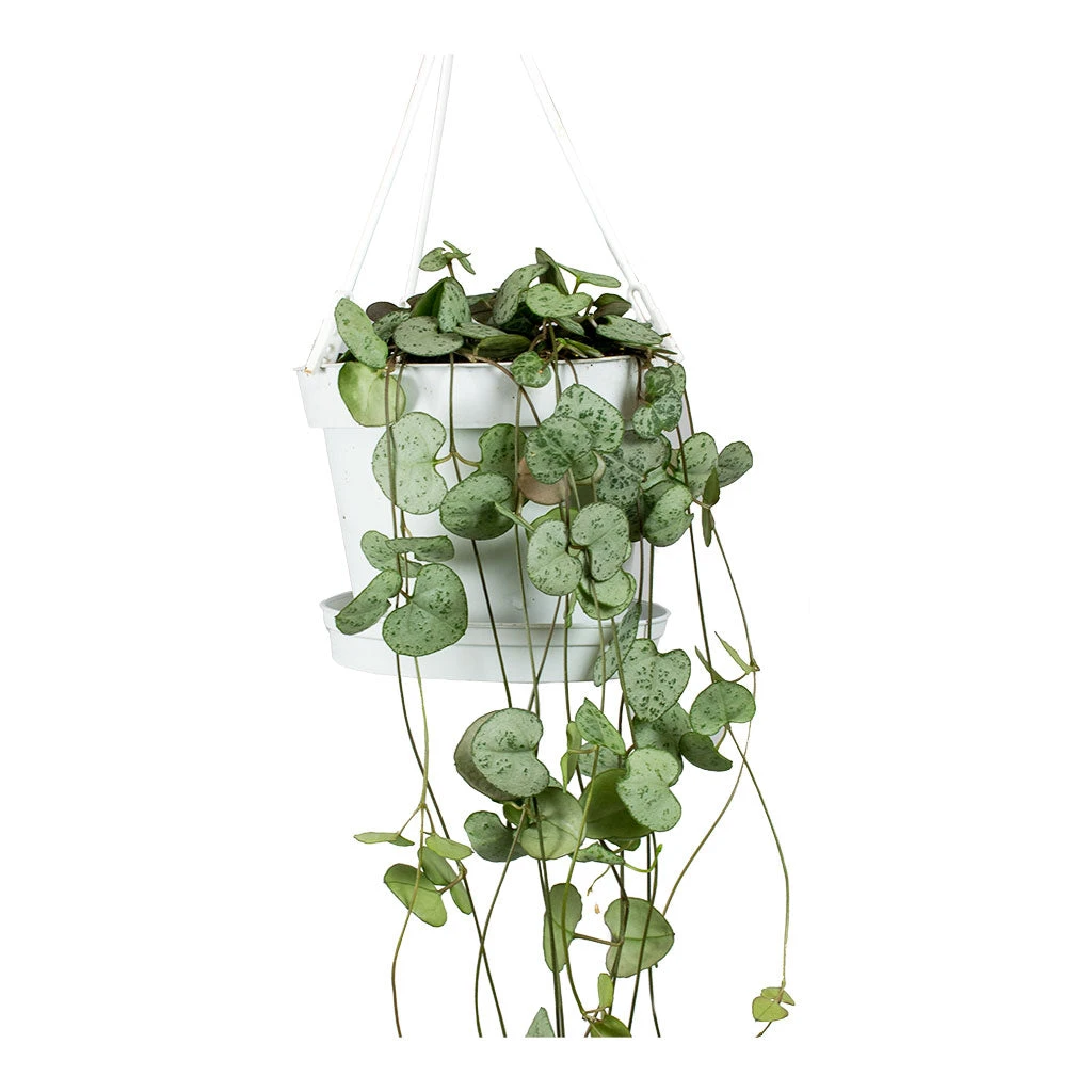 Ceropegia Woodii - String Of Hearts 14 Ceropegia Woodii - String Of Hearts - Image 12