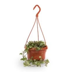 Ceropegia Woodii - String Of Hearts 31 Ceropegia Woodii - String Of Hearts -Plant Promotion Store String of hearts 14x30cm withhanger