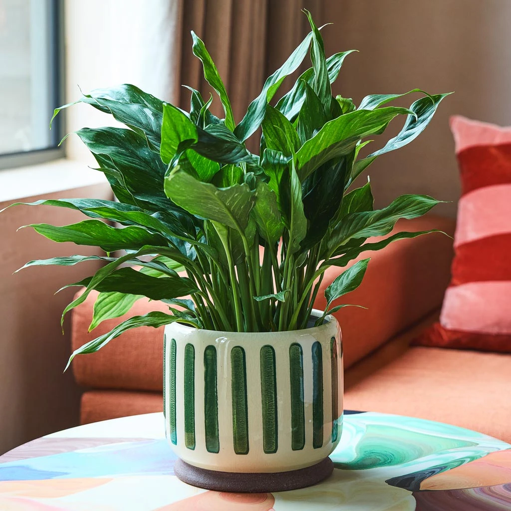 Stripe Plant Pot - Green 4 Stripe Plant Pot - Green - Image 2