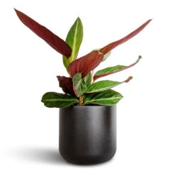 Lisbon Plant Pot - Anthracite -Plant Promotion Store Stromanthe sanguinea Stripestar 12x40cm Lisbon Plant Pot Anthracite 13x13cm 1104f6b3 0d57 4a2a 8915 e94c55da25cd