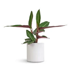 Puk Essentials Planter - Matt White 28 Puk Essentials Planter - Matt White -Plant Promotion Store Stromanthe sanguinea Stripestar 12x40cm Puk Essentials Planter Matt White 15x15cm a76da8e0 1bc6 41ab 8e72 509005662afd