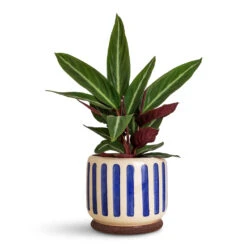 Stromanthe Sanguinea Stripestar -Plant Promotion Store Stromanthe sanguinea Stripestar 12x40cm Stripe Pot Blue 18x16cm