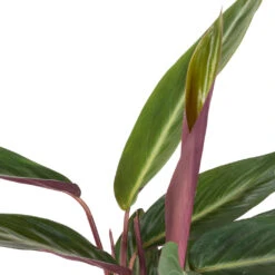 Stromanthe Sanguinea Stripestar -Plant Promotion Store Stromanthe sanguinea Stripestar SWATCH 274bf956 e123 47fe 87d7 078ac95af2bd