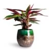 Stromanthe Sanguinea Triostar 2 Stromanthe Sanguinea Triostar -Plant Promotion Store Stromanthe sanguinea Triostar 14x55cm Lindy Plant Pot Black Green 30x25cm