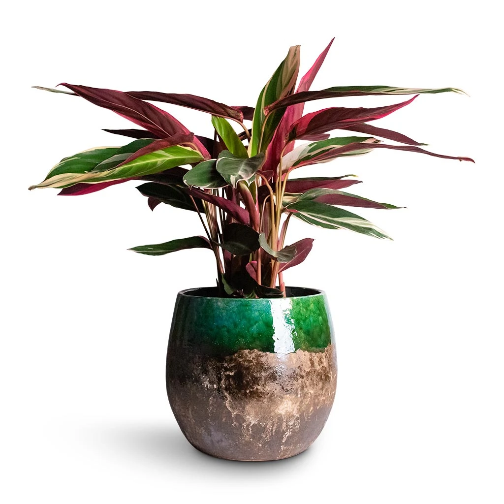 Lindy Plant Pot - Black Green 7 Lindy Plant Pot - Black Green - Image 5