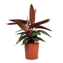 Stromanthe Sanguinea Stripestar -Plant Promotion Store Stromanthe sanguinea Triostar 17x65cm