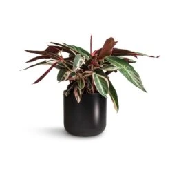Lisbon Plant Pot - Anthracite -Plant Promotion Store Stromanthe sanguinea Triostar 19x70cm Lisbon Plant Pot Anthracite 21x21cm