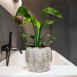 Suus Plant Pot - Latte 21 Suus Plant Pot - Latte -Plant Promotion Store Suus latte 08