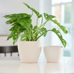 Sven Plant Pot - White 16 Sven Plant Pot - White -Plant Promotion Store Sven White Houseplants