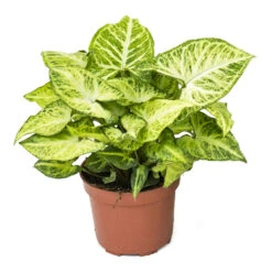 Syngonium Nephthytis Arrow - Arrow Plant -Plant Promotion Store Syngonium nephphytis Arrow Arrow Plant 12cm