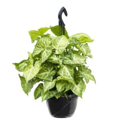 Syngonium Nephthytis Arrow - Arrow Plant -Plant Promotion Store Syngonium nephphytis Arrow Arrow Plant 16cm