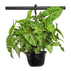 Syngonium Nephthytis Arrow - Arrow Plant -Plant Promotion Store Syngonium nephphytis Arrow Arrow Plant 16cm 71828443 31e5 4501 a213 71f0261a69ab