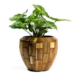 Syngonium Nephthytis Arrow - Arrow Plant -Plant Promotion Store Syngonium nephphytis Arrow Arrow Plant Facets Couple Planter Jenga 54af67d5 73e9 402a b5eb 1a1c090527f5