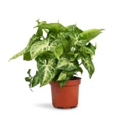 Syngonium Nephthytis Arrow - Arrow Plant -Plant Promotion Store Syngonium nephthytis Arrow Arrow Plant 12x25cm