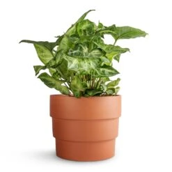 Syngonium Nephthytis Arrow - Arrow Plant -Plant Promotion Store Syngonium nephthytis Arrow Arrow Plant 12x25cm Boston Tiered Plant Pot Terracotta 16.5x14cm ac8d8d63 258c 4789 9c4c 545136e19f3a