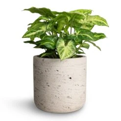 Charlie Plant Pot - Grey Washed 31 Charlie Plant Pot - Grey Washed -Plant Promotion Store Syngonium nephthytis Arrow Arrow Plant 12x25cm Charlie Plant Pot Grey Washed 15x15cm 11239061 da7d 49c9 be59 42ec4e714d89