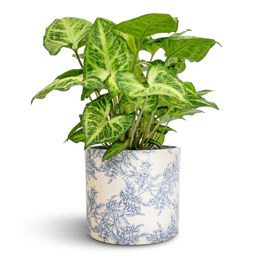 Lazzaro Plant Pot - Vintage Foliage 6 Lazzaro Plant Pot - Vintage Foliage - Image 4