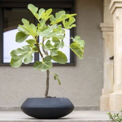 Tara Natural Bowl Planter - Black 16 Tara Natural Bowl Planter - Black -Plant Promotion Store TaraNaturalPlanter Black 2