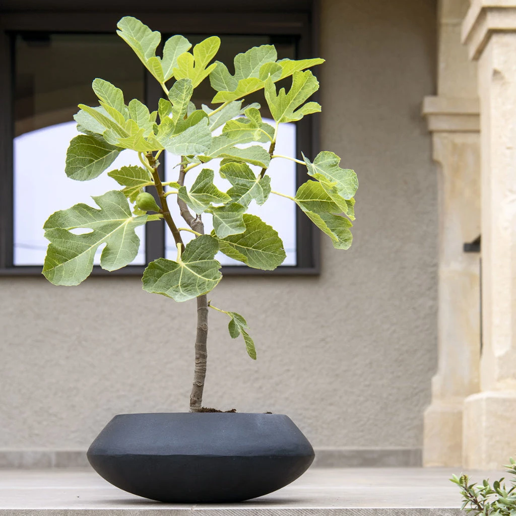 Tara Natural Bowl Planter - Black 9 Tara Natural Bowl Planter - Black - Image 7