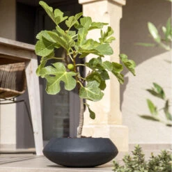 Tara Natural Bowl Planter - Black 13 Tara Natural Bowl Planter - Black -Plant Promotion Store TaraNaturalPlanter Black 3