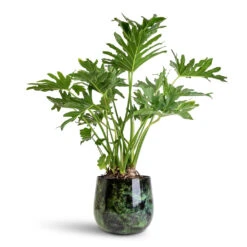 Emmie Metal Plant Pot - Mystic Green 16 Emmie Metal Plant Pot - Mystic Green -Plant Promotion Store Thaumatophyllum bipinnatifidum Tree Philodendron 24x90cm Emmie Metal Pot Mystic Green 27x23cm 1