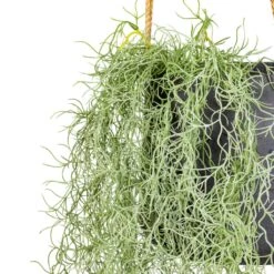 Patt Hanging Plant Pot - Black Washed -Plant Promotion Store Tillandsia Hair Bush Artificial 95cm Patt Hanging Pot Black Washed 20x17cm 2