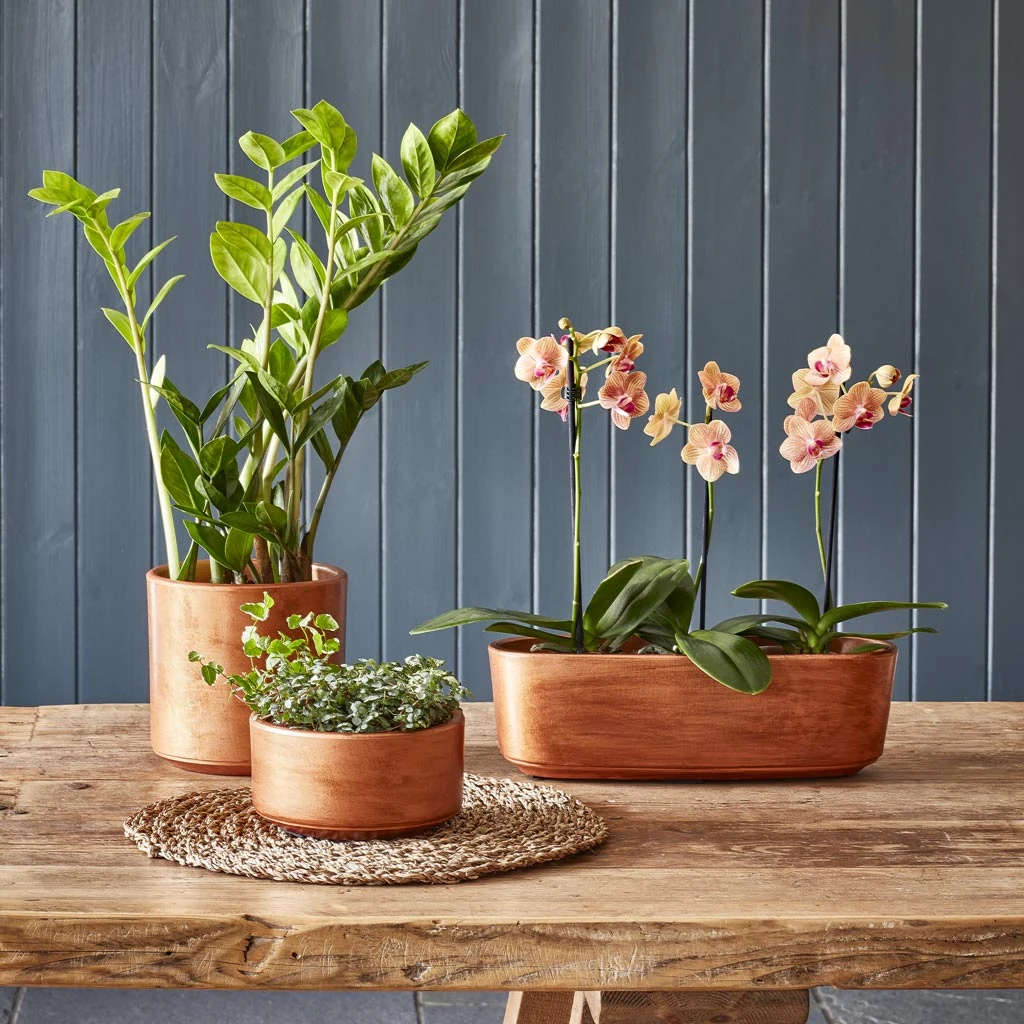 Tivoli Plant Bowl - Copper 4 Tivoli Plant Bowl - Copper - Image 2