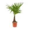 Trachycarpus Fortunei - Windmill Palm -Plant Promotion Store Trachycarpus fortunei Windmill Palm 21x75cm