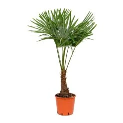 Trachycarpus Fortunei - Windmill Palm -Plant Promotion Store Trachycarpus fortunei Windmill Palm 27x115cm
