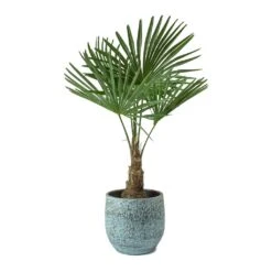 Trachycarpus Fortunei - Windmill Palm -Plant Promotion Store Trachycarpus fortunei Windmill Palm Evi Antique Bronze Plant Pot