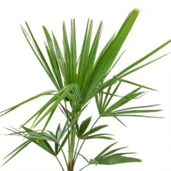 Trachycarpus Fortunei - Windmill Palm -Plant Promotion Store Trachycarpus fortunei Windmill Palm Leaves