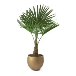 Trachycarpus Fortunei - Windmill Palm -Plant Promotion Store Trachycarpus fortunei Windmill Palm Mini Orb Kevan Plant Pot Metallic Copper Plant Pot