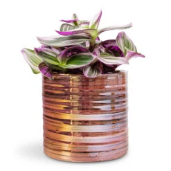 Didi Plant Pot - Pearl Pink -Plant Promotion Store Tradescantia Albiflora Nanouk Fantasy Venice 12x20cm Didi Plant Pot Pearl Pink 14x13cm 1