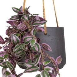 Patt Hanging Plant Pot - Black Washed -Plant Promotion Store Tradescantia Hanging Bush Artificial 70cm Patt Hanging Pot Black Washed 20x17cm 3