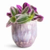 Tradescantia Albiflora Nanouk - Fantasy Venice 2 Tradescantia Albiflora Nanouk - Fantasy Venice -Plant Promotion Store Tradescantia albiflora Nanouk 12x20cm Davide Pot Lavender Haze 13x13cm