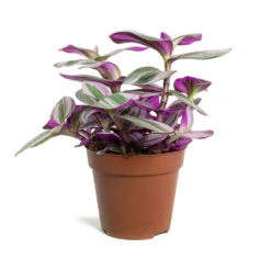Tradescantia Albiflora Nanouk - Fantasy Venice 28 Tradescantia Albiflora Nanouk - Fantasy Venice -Plant Promotion Store Tradescantia albiflora Nanouk Fantasy Venice 12cm b1fe7c7b 5228 4c7b aec1 ada47353034c
