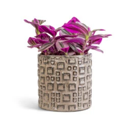 Fiene Plant Pot - Grey 12 Fiene Plant Pot - Grey -Plant Promotion Store Tradescantia albiflora Nanouk Fantasy Venice 12x20cm Fiene Plant Pot Grey 14x14cm
