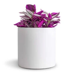 Puk Essentials Planter - Matt White 20 Puk Essentials Planter - Matt White -Plant Promotion Store Tradescantia albiflora Nanouk Fantasy Venice 12x20cm Puk Essentials Planter Matt White 15x15cm dd64377e 9d7b 4047 88a3 a6711f9be8f3