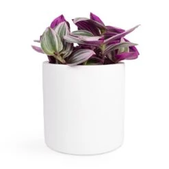 Tradescantia Albiflora Nanouk - Fantasy Venice 34 Tradescantia Albiflora Nanouk - Fantasy Venice -Plant Promotion Store Tradescantia albiflora Nanouk Fantasy Venice 12x20cm Puk Planter Matt White 15x15cm