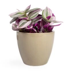 Tradescantia Albiflora Nanouk - Fantasy Venice 35 Tradescantia Albiflora Nanouk - Fantasy Venice -Plant Promotion Store Tradescantia albiflora Nanouk Fantasy Venice 12x20cm Sven Plant Pot Mint 15x12cm