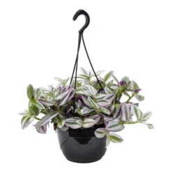 Tradescantia Albiflora Nanouk - Fantasy Venice 31 Tradescantia Albiflora Nanouk - Fantasy Venice -Plant Promotion Store Tradescantia albiflora Nanouk Fantasy Venice 20cm