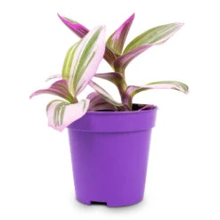 Tradescantia Albiflora Nanouk - Fantasy Venice 33 Tradescantia Albiflora Nanouk - Fantasy Venice -Plant Promotion Store Tradescantia albiflora Nanouk Fantasy Venice 5x5cm 2
