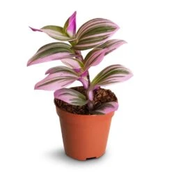 Tradescantia Albiflora Nanouk - Fantasy Venice 23 Tradescantia Albiflora Nanouk - Fantasy Venice -Plant Promotion Store Tradescantia albiflora Nanouk Fantasy Venice 5x5cm