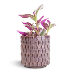 Stian Plant Pot - Lavender Candy 28 Stian Plant Pot - Lavender Candy -Plant Promotion Store Tradescantia albiflora Nanouk Fantasy Venice 8x10cm Stian Plant Pot Deep Lavender 10x11cm