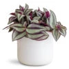 Tradescantia Zebrina - Inch Plant 1 Tradescantia Zebrina - Inch Plant -Plant Promotion Store Tradescantia zebrina 12x15cm lisbon Pot White 13x13cm