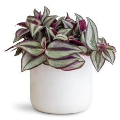 Tradescantia Zebrina - Inch Plant